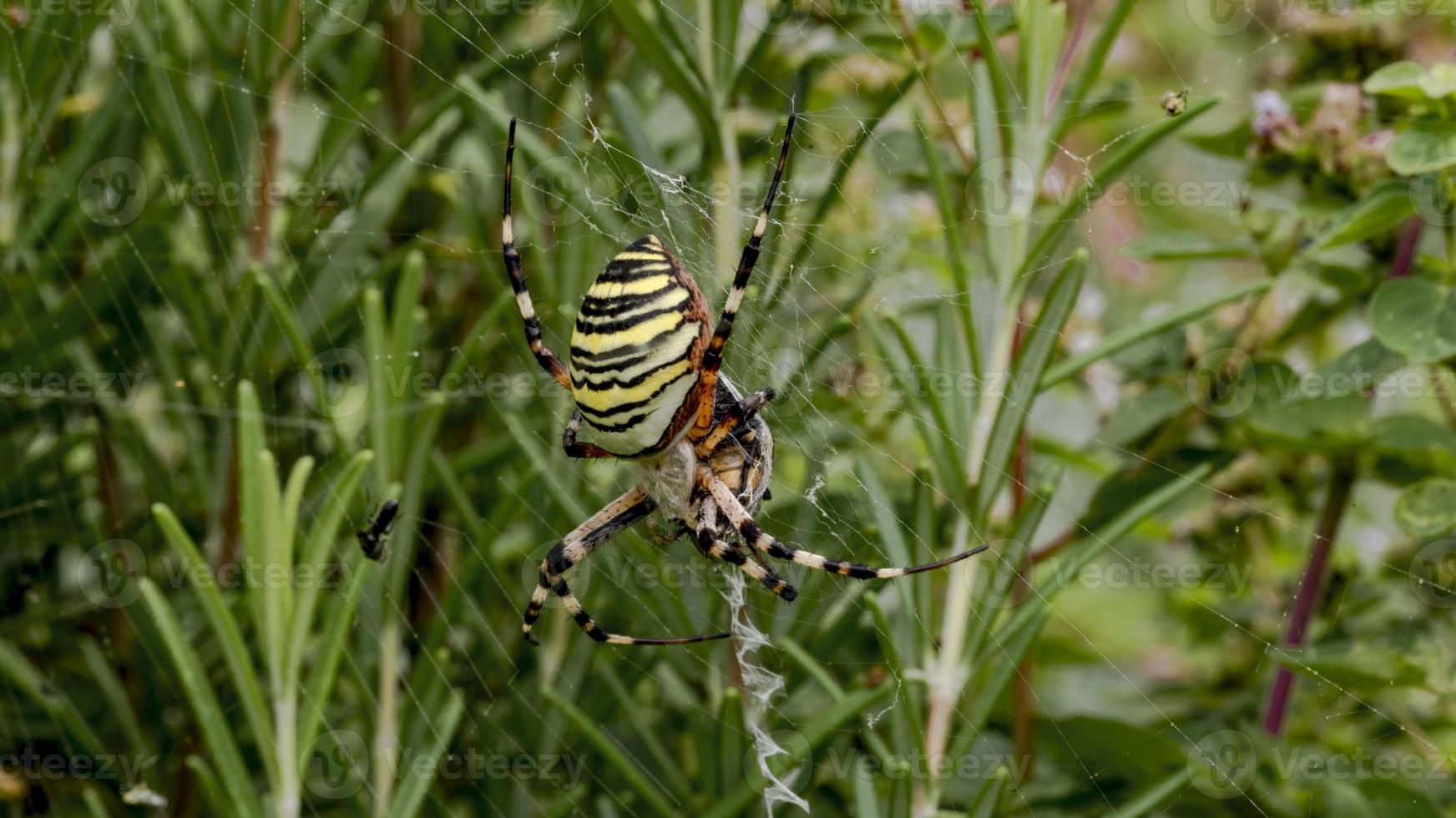 A large wasp spider eats a beetle in a spiders web between meadows photo
