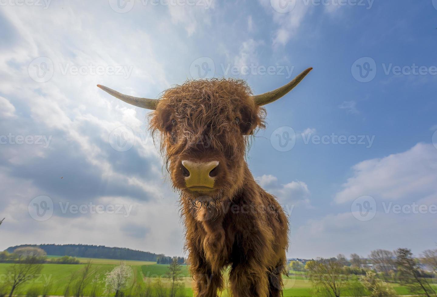 Jóvenes de las tierras altas escocesas marrón ganado en una pastura foto