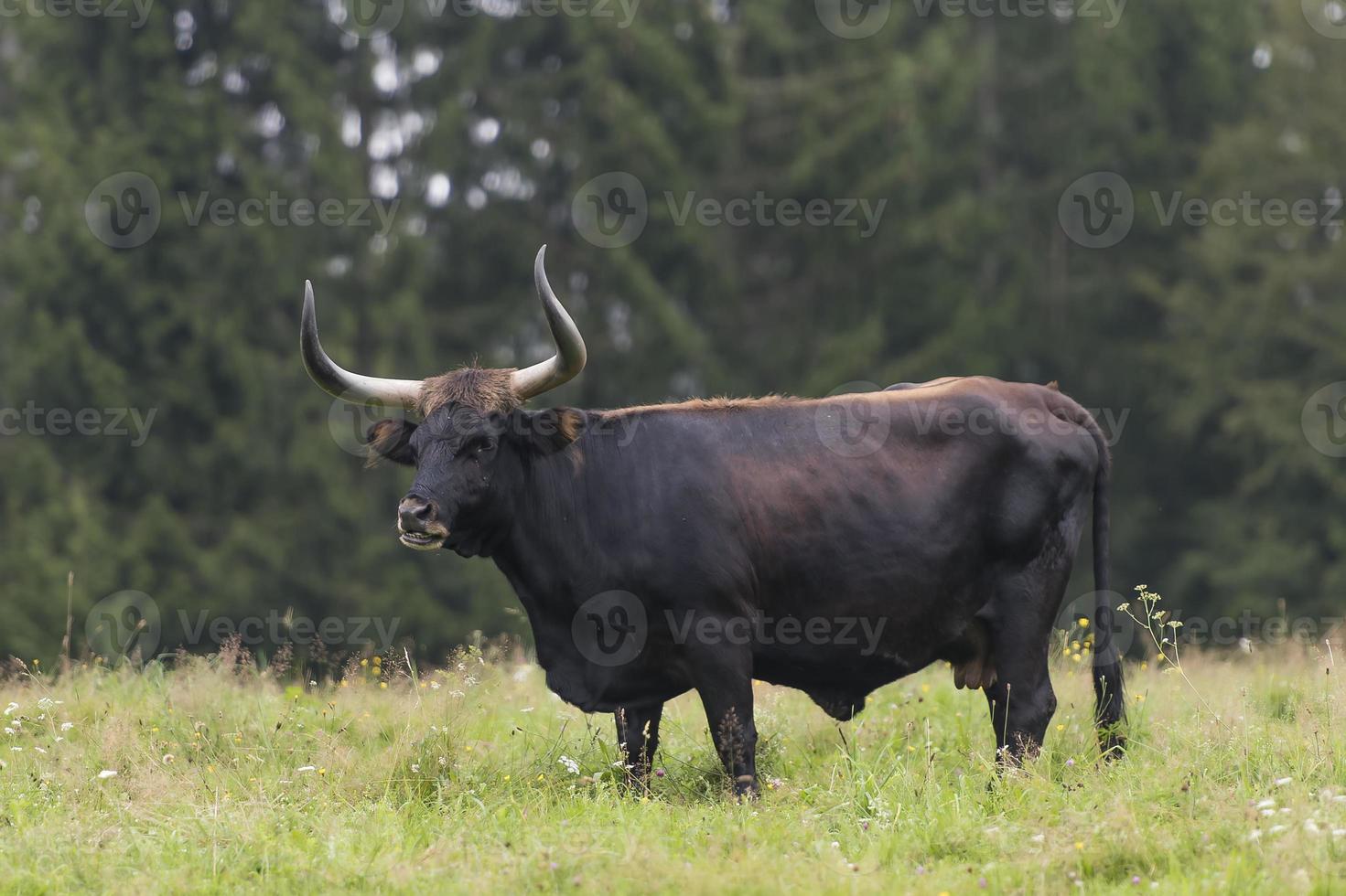 Wild bull stands on a meadow in the forest photo