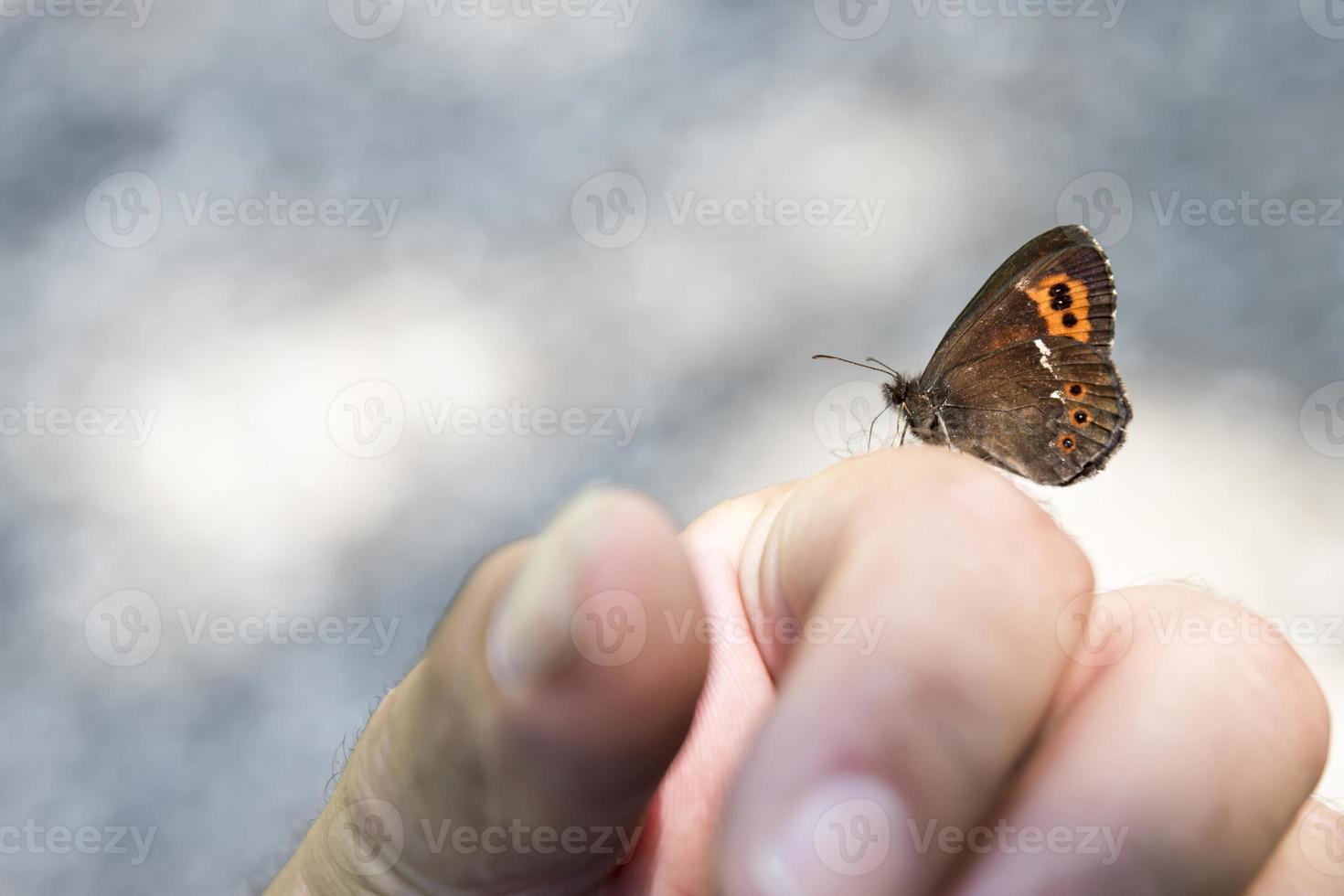 Mariposa pequeña mariposa polilla del bosque de montaña de cola blanca se sienta en la mano foto