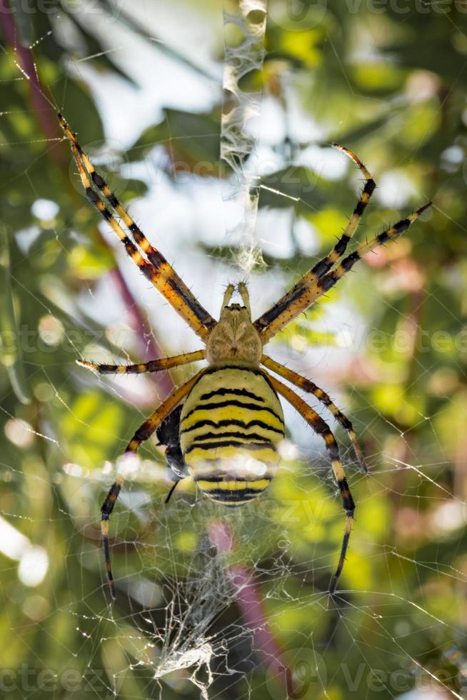 A large wasp spider eats a beetle in a spiders web between meadows photo