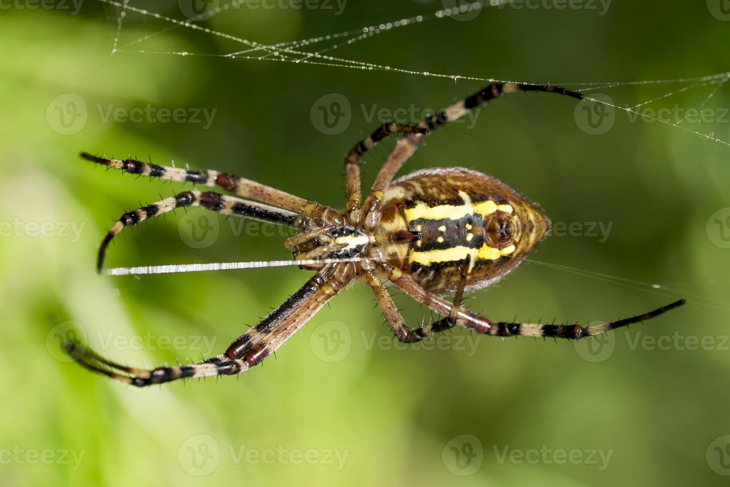 A large wasp spider eats a beetle in a spiders web between meadows photo