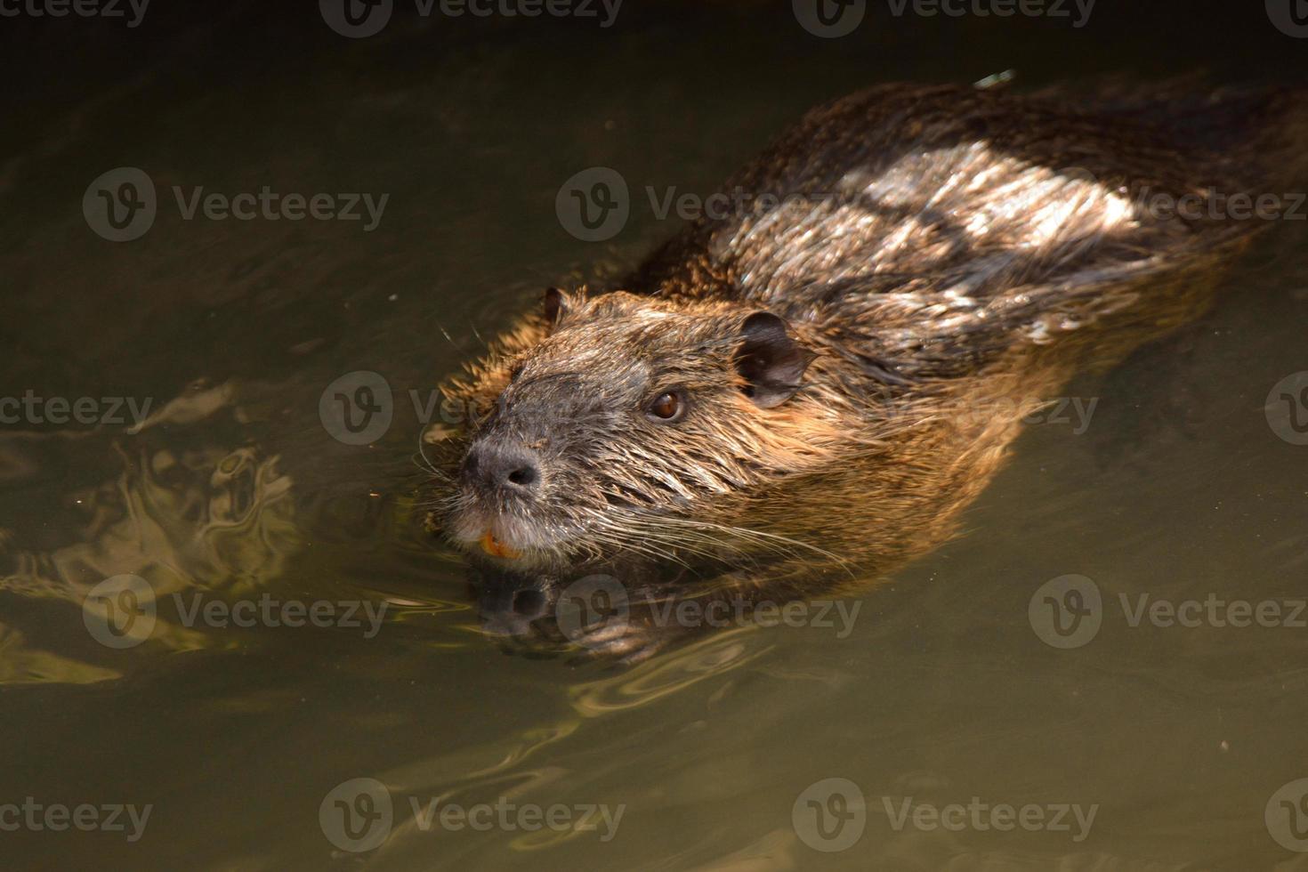 Floating nutria on the bank of a stream photo
