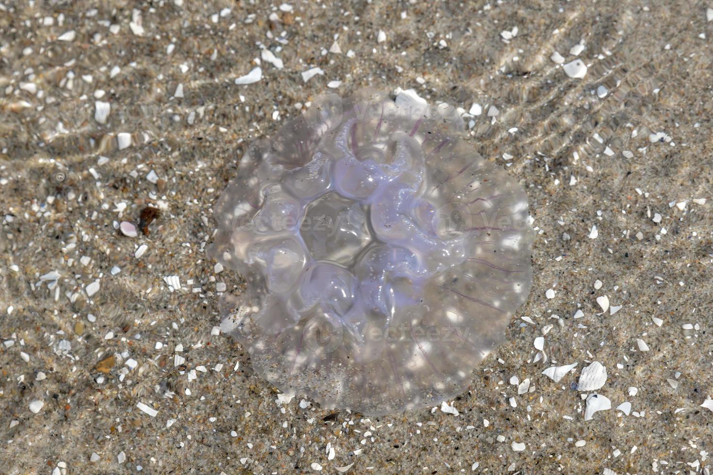 jellyfish is located on the German beach of the Baltic Sea with waves photo