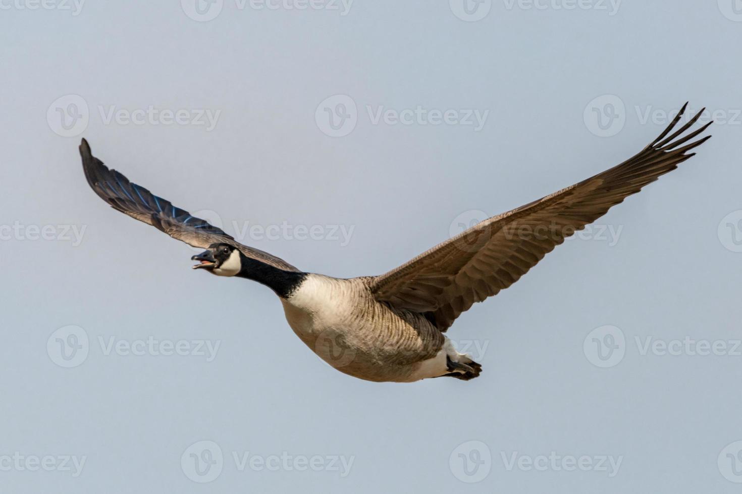 Single gray goose flying in front of blurred background photo