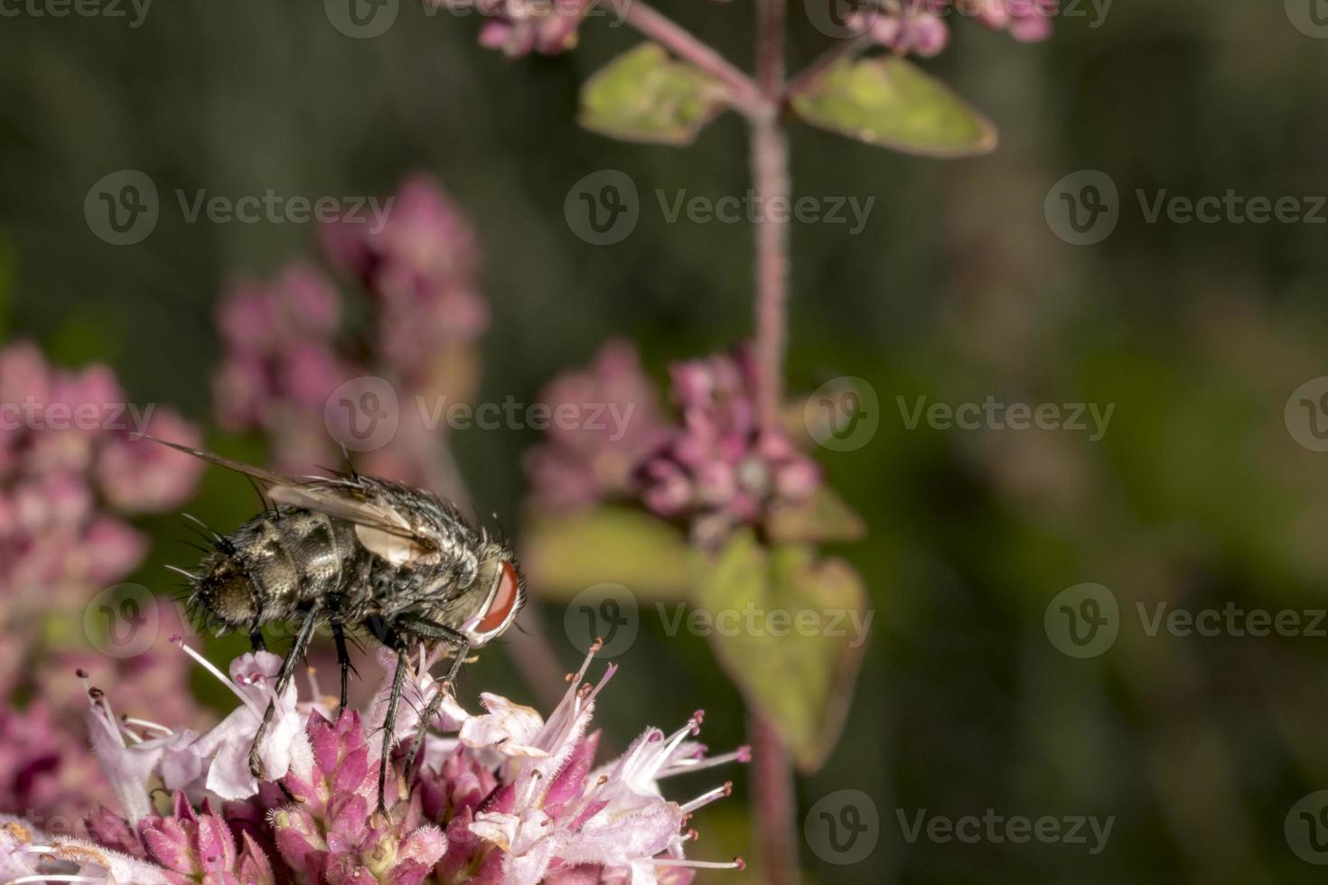 Fly is sitting on a pink marjoram blossom photo