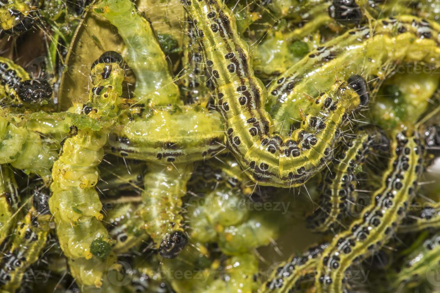 Cydalima perspectalis barrenador del boj como fondo foto