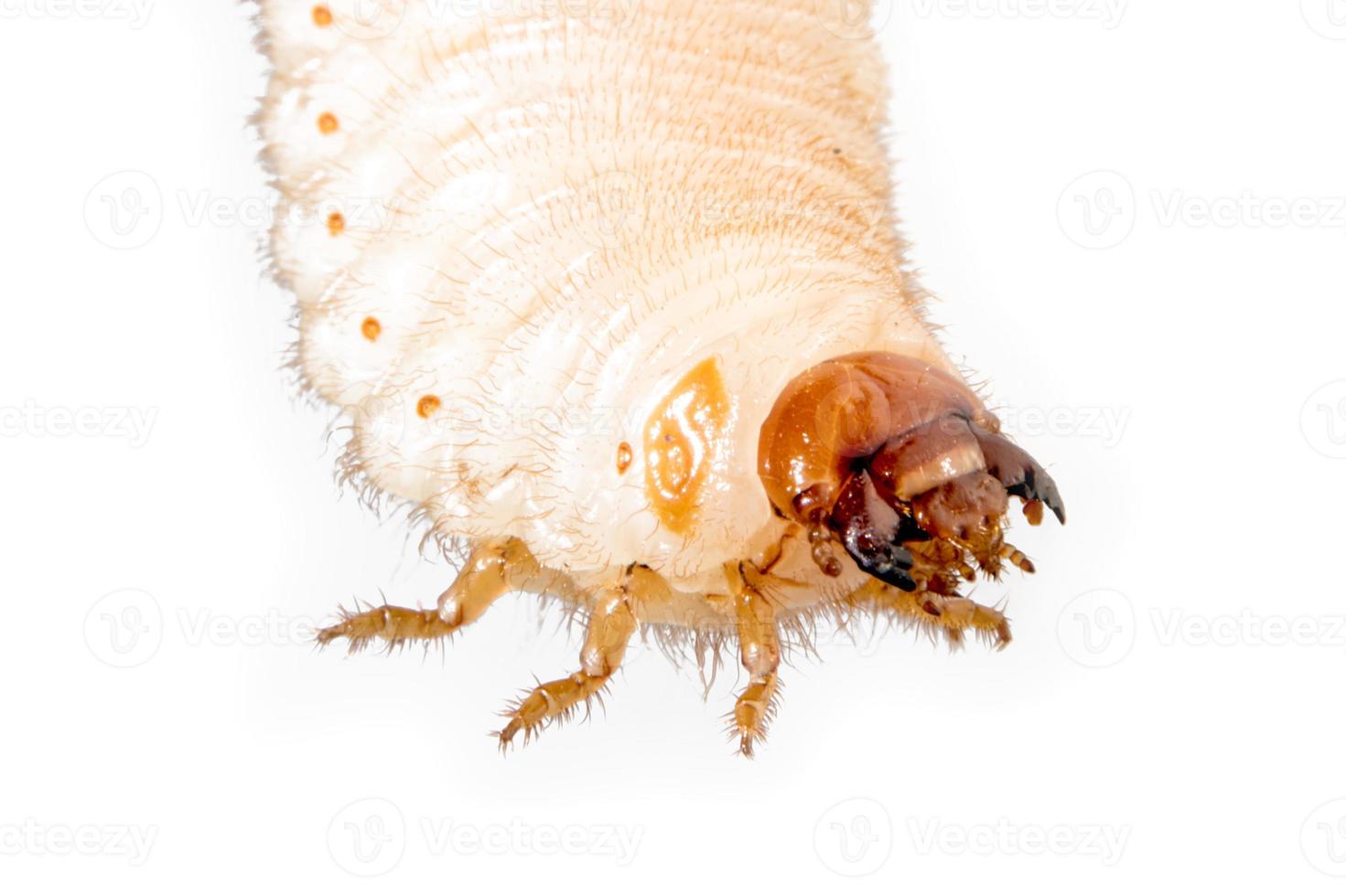 Cockchafer grub just before hatching isolated on white photo