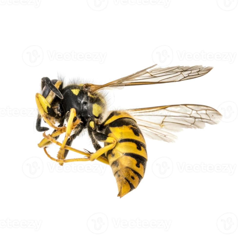 Dead wasp is lying curled up in front of a white background photo