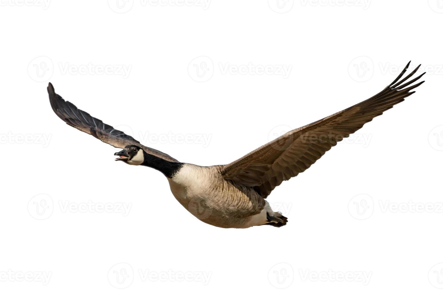 Flying and screaming Canada goose isolated on white photo