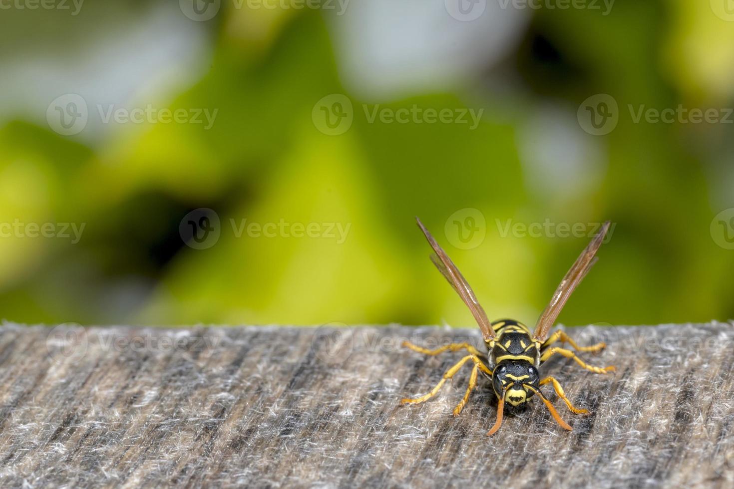 Green Blurred Background with a Wasp in the Foreground and copy space photo