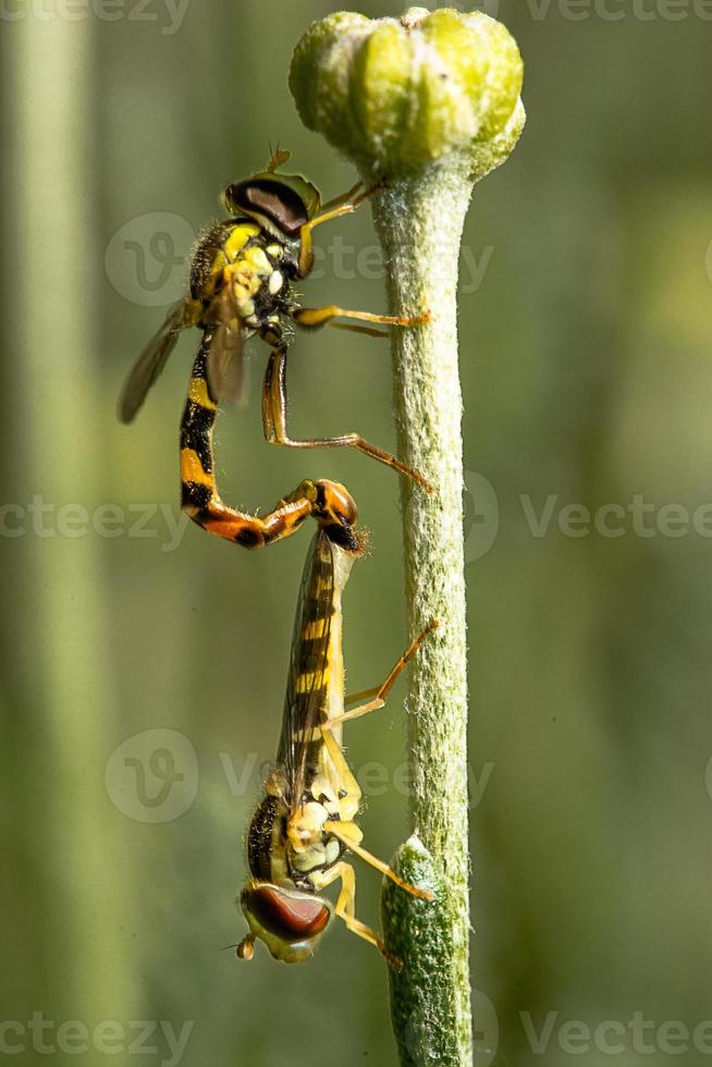 Dos hoverflies en apareamiento en un tallo de flor foto