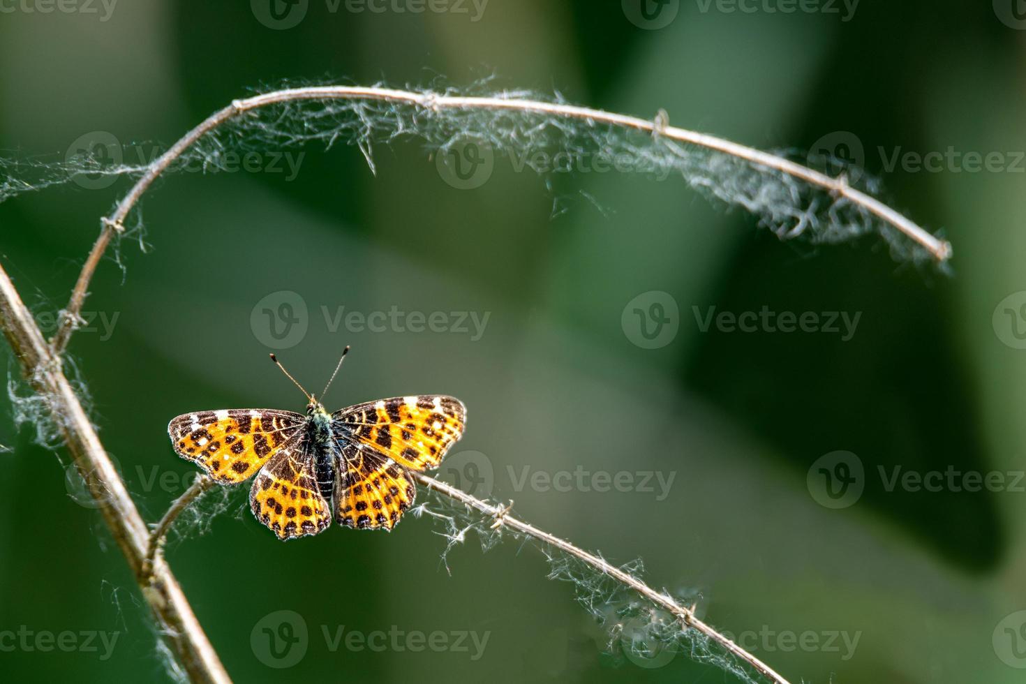 Mariposa pequeña se sienta en una rama con fondo borroso oscuro con espacio de copia foto