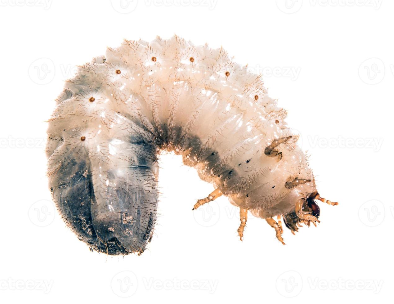 Cockchafer grub just before hatching isolated on white photo