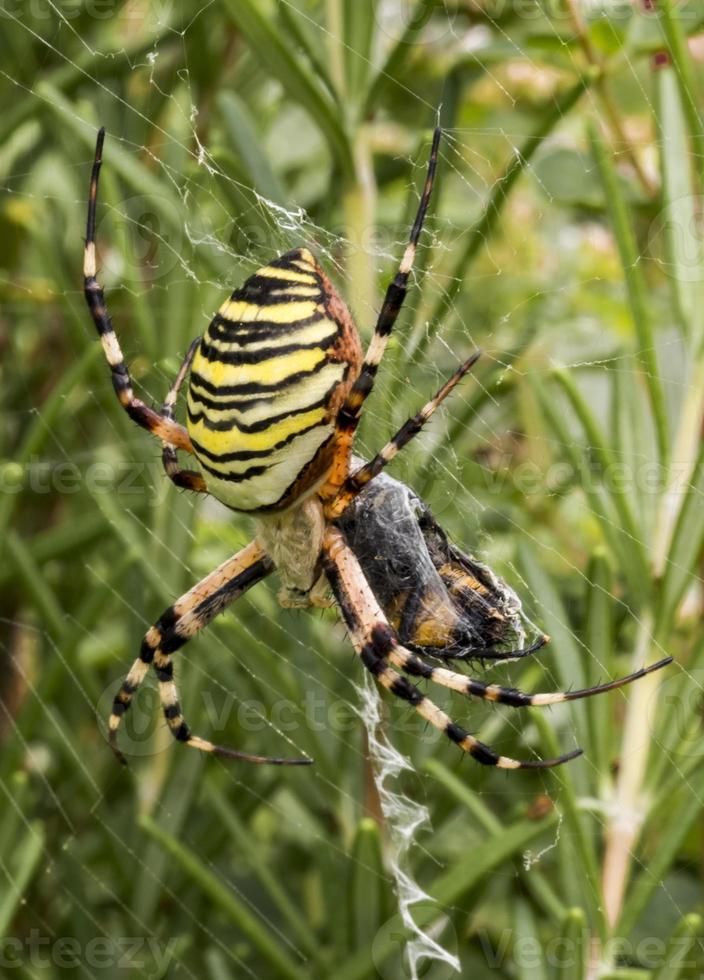 A large wasp spider eats a beetle in a spiders web between meadows photo