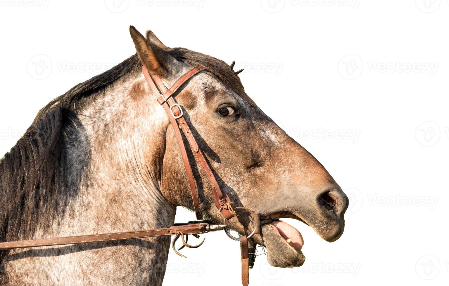 Retrato de un caballo cuarto de milla aislado en blanco foto
