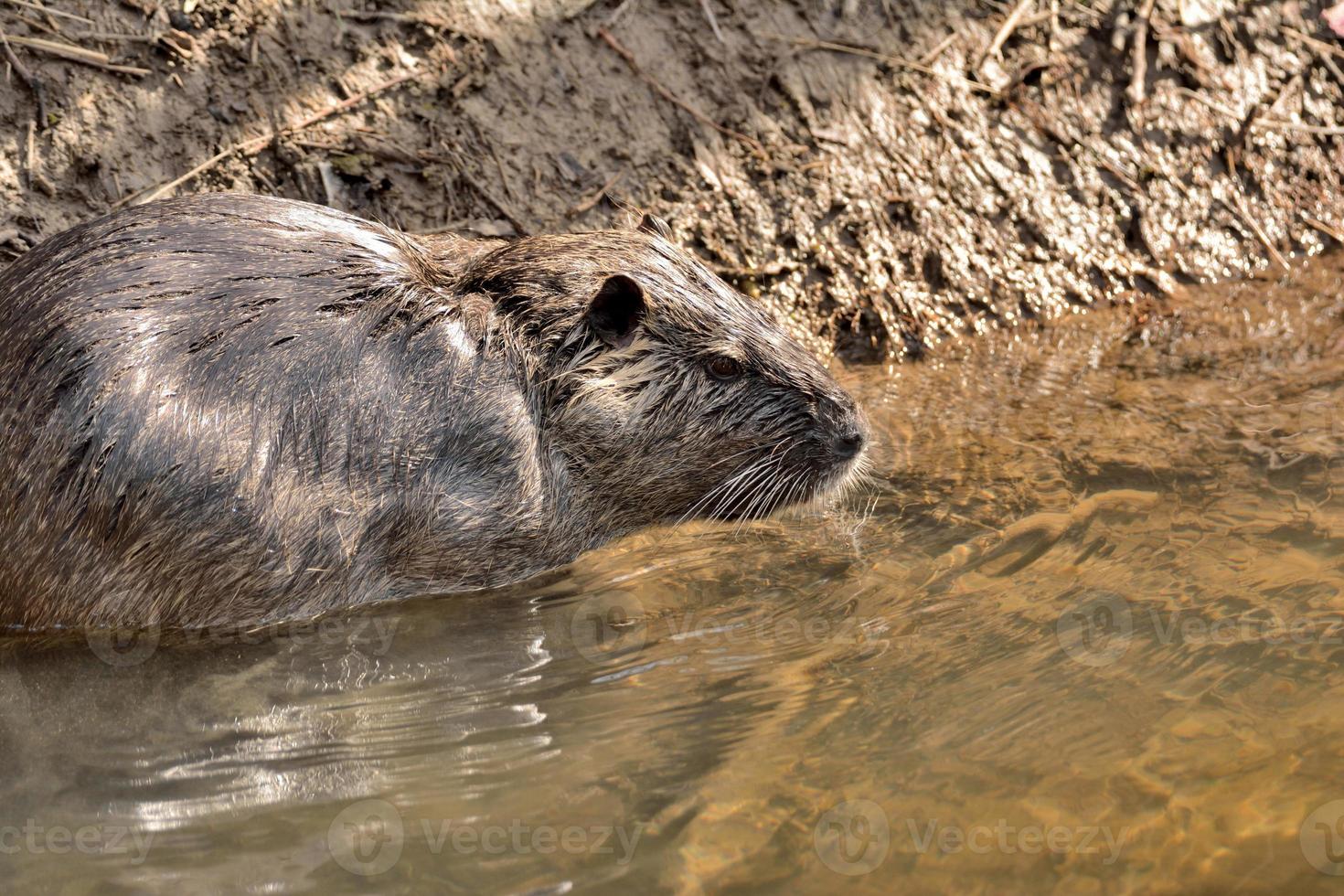 nutria flotante en la orilla de un arroyo foto