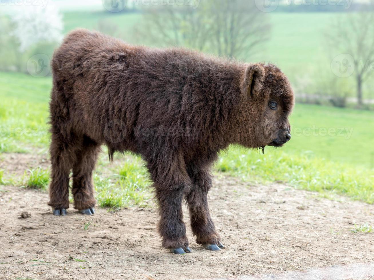 Young brown Scottish highland cattle on a pasture photo