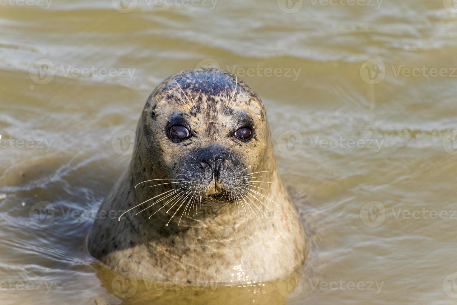 sellar en el agua con una mirada triste foto