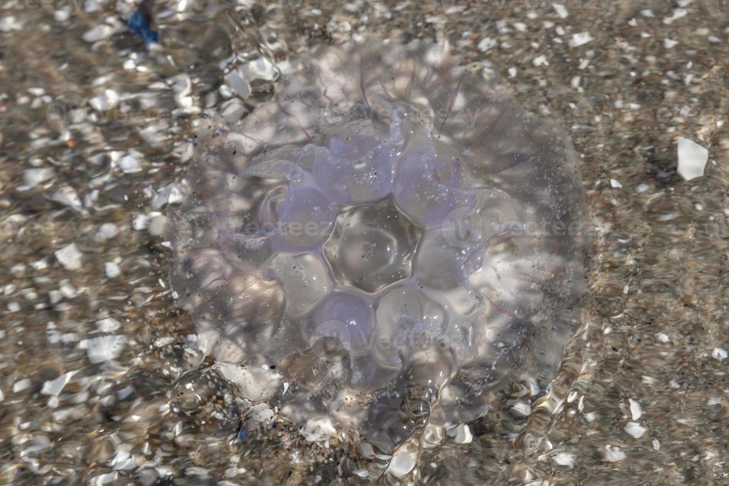 jellyfish is located on the German beach of the Baltic Sea with waves photo