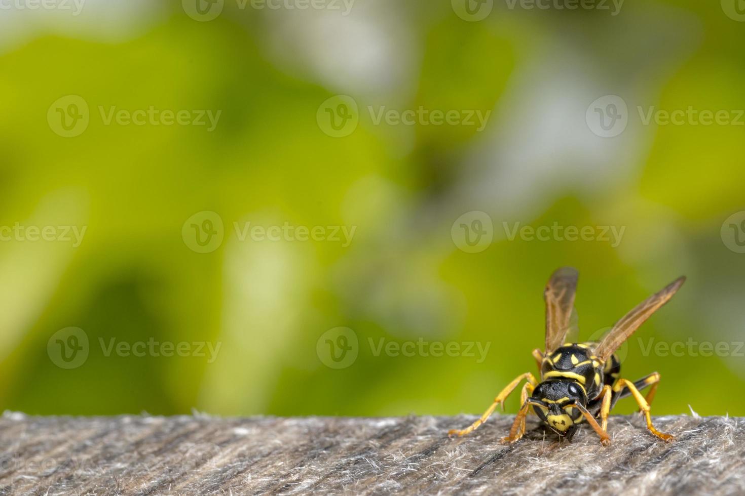 Green Blurred Background with a Wasp in the Foreground and copy space photo