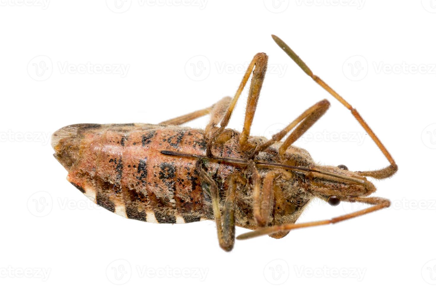 Closeup of a dead brown bug cockroach isolated photo