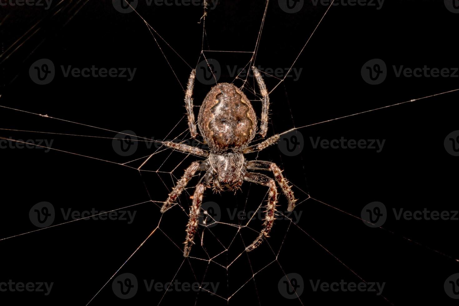 Araña en su web contra fondo negro foto