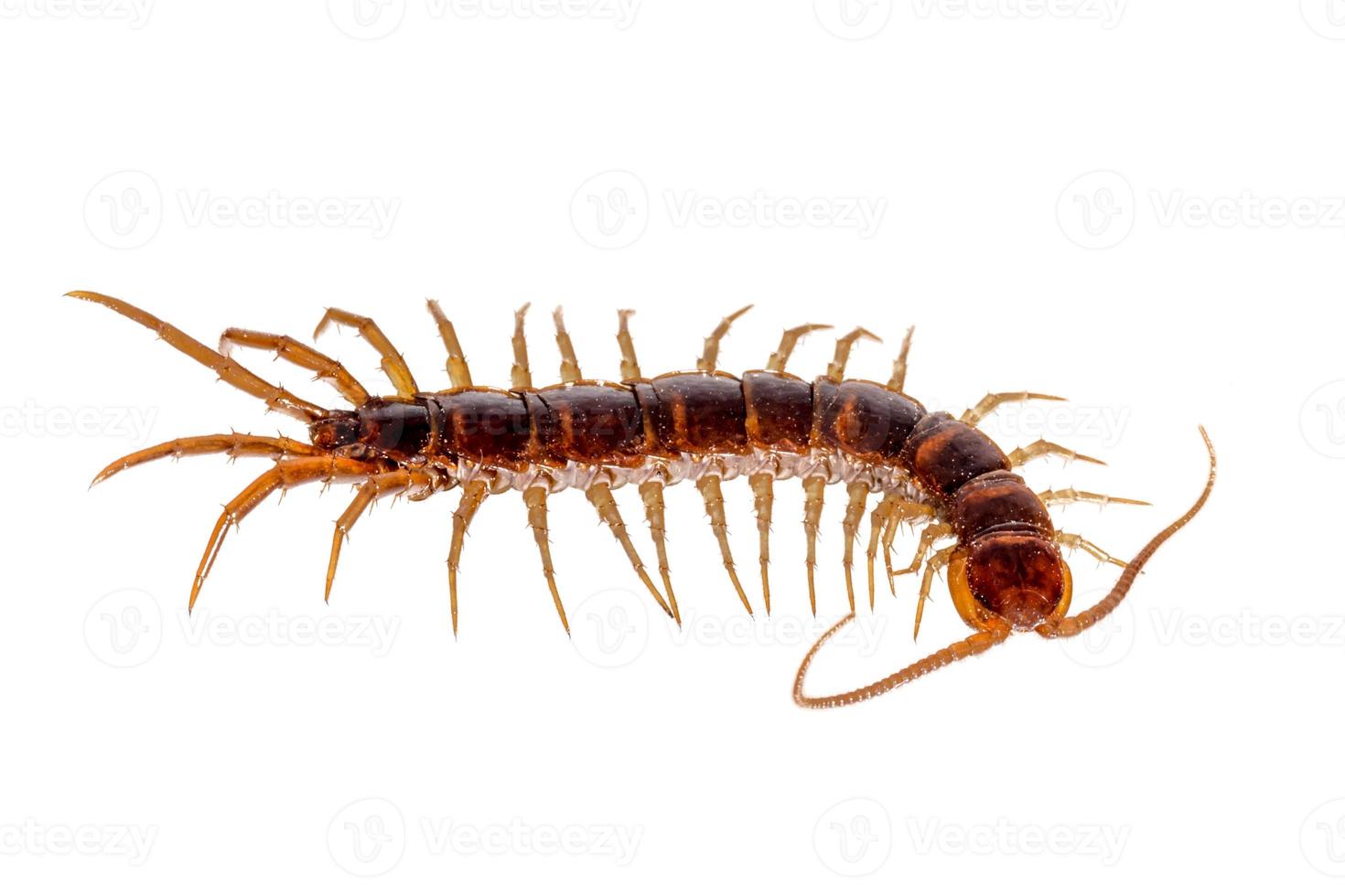 Closeup of a red brown centipede isolated on white photo