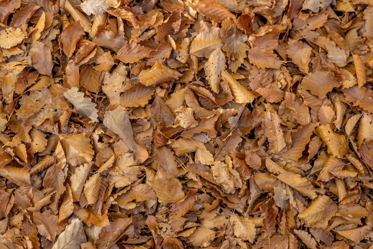 Piso de bosque de tamaño completo con hayas otoñales y hojas de roble como fondo foto