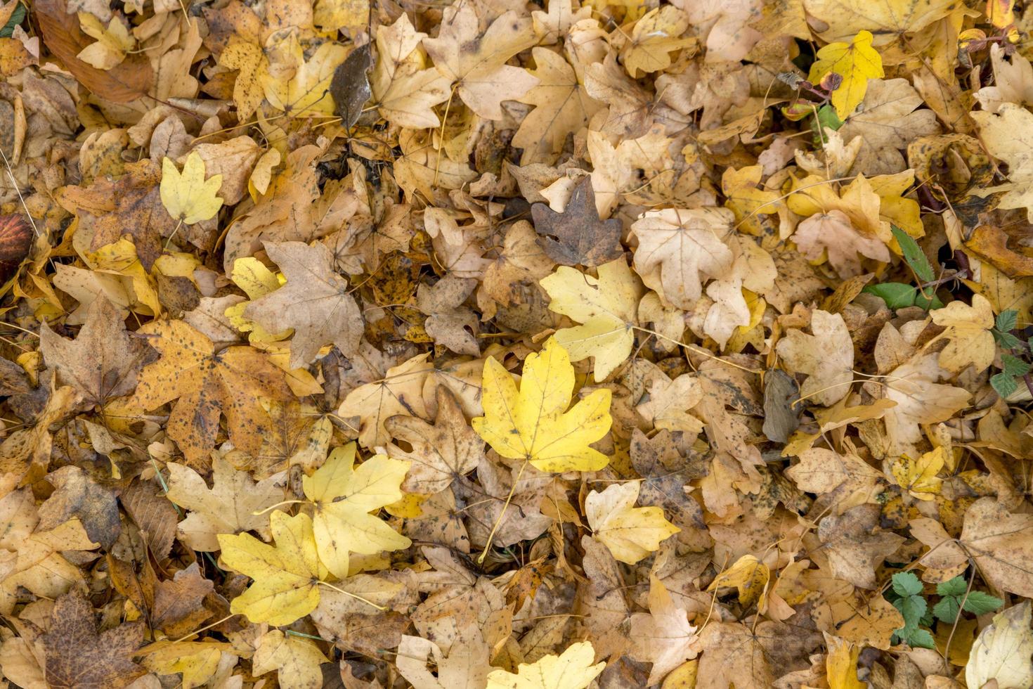 Autumnal colorful leaves of maple trees Full frame as a background photo