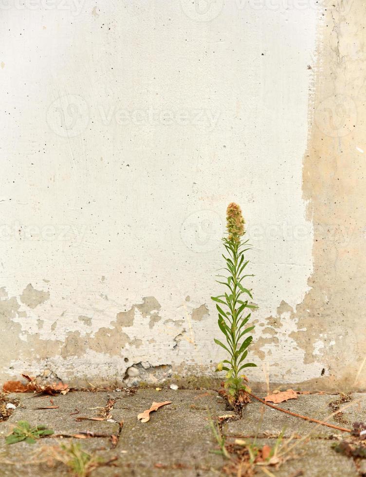 Bright concrete wall with green plant and visible rebar as background photo