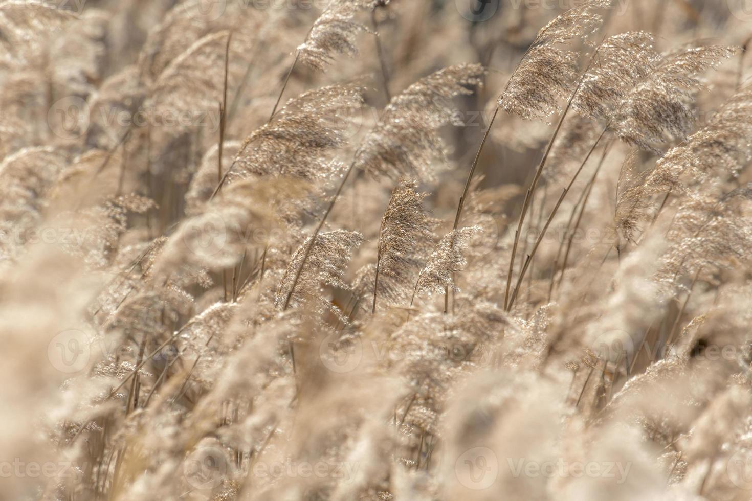 Dried reed with selective focus and blurred areas photo