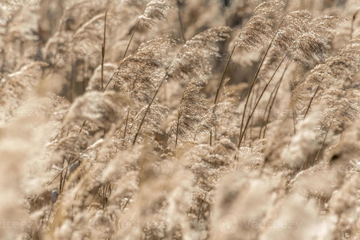 Dried reed with selective focus and blurred areas photo