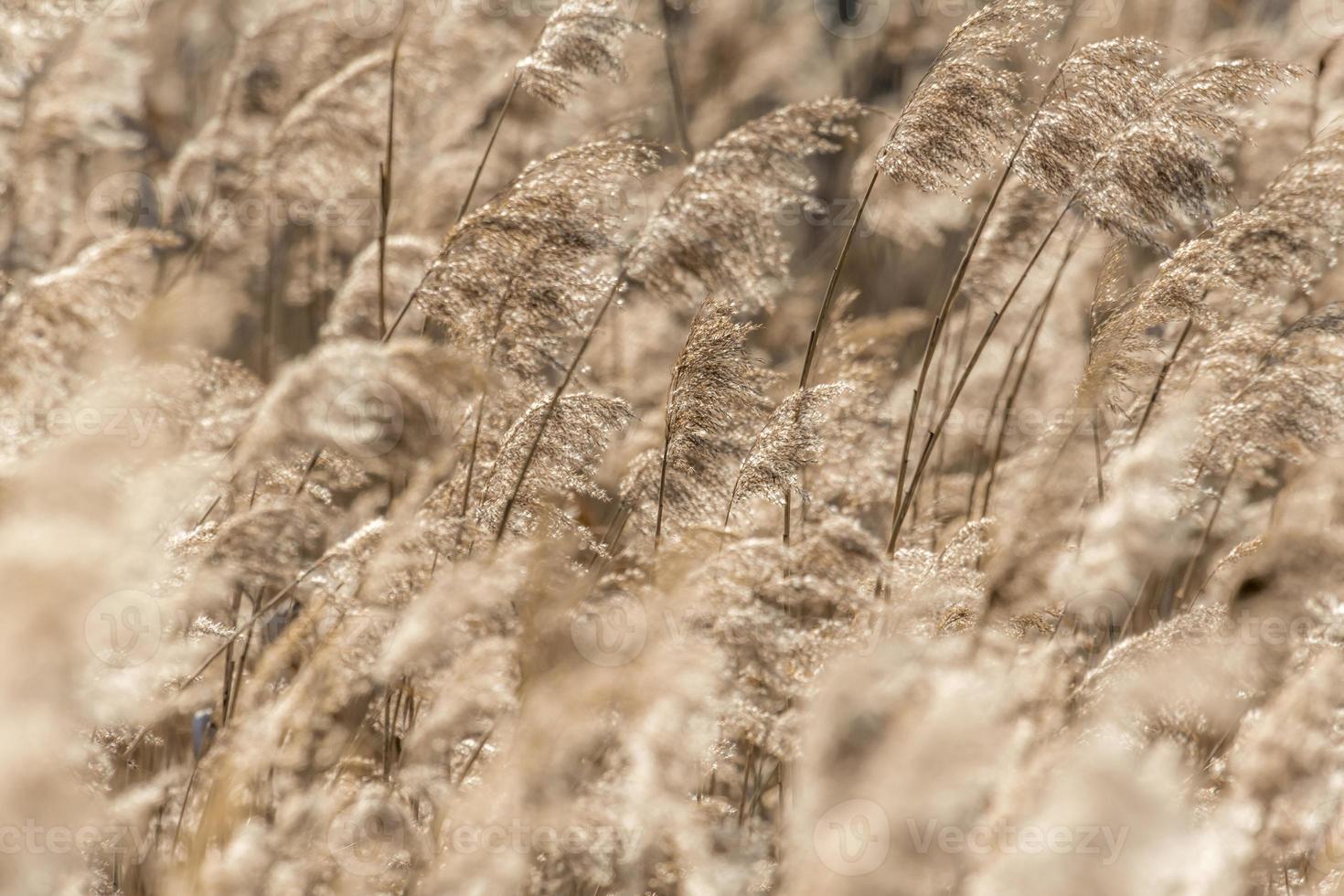 caña seca con enfoque selectivo y áreas borrosas foto