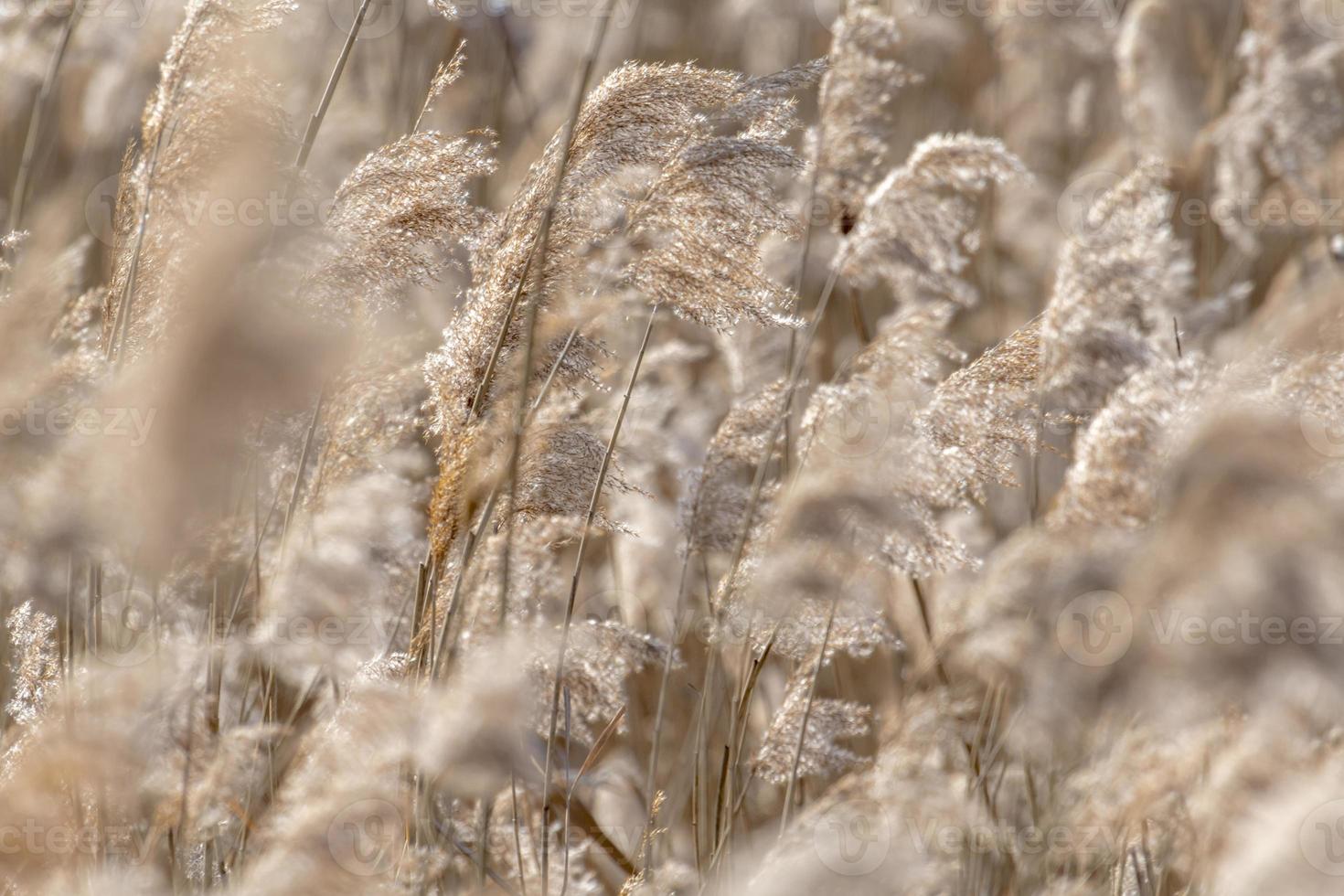 Dried reed with selective focus and blurred areas photo