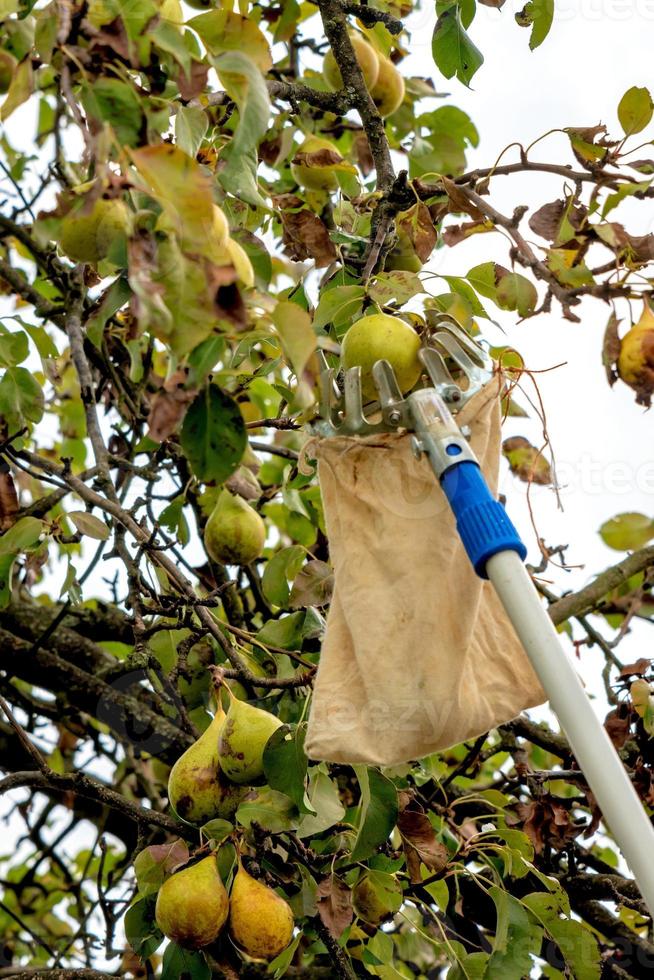 Harvest ripe pears with a fruit platter from the tree photo