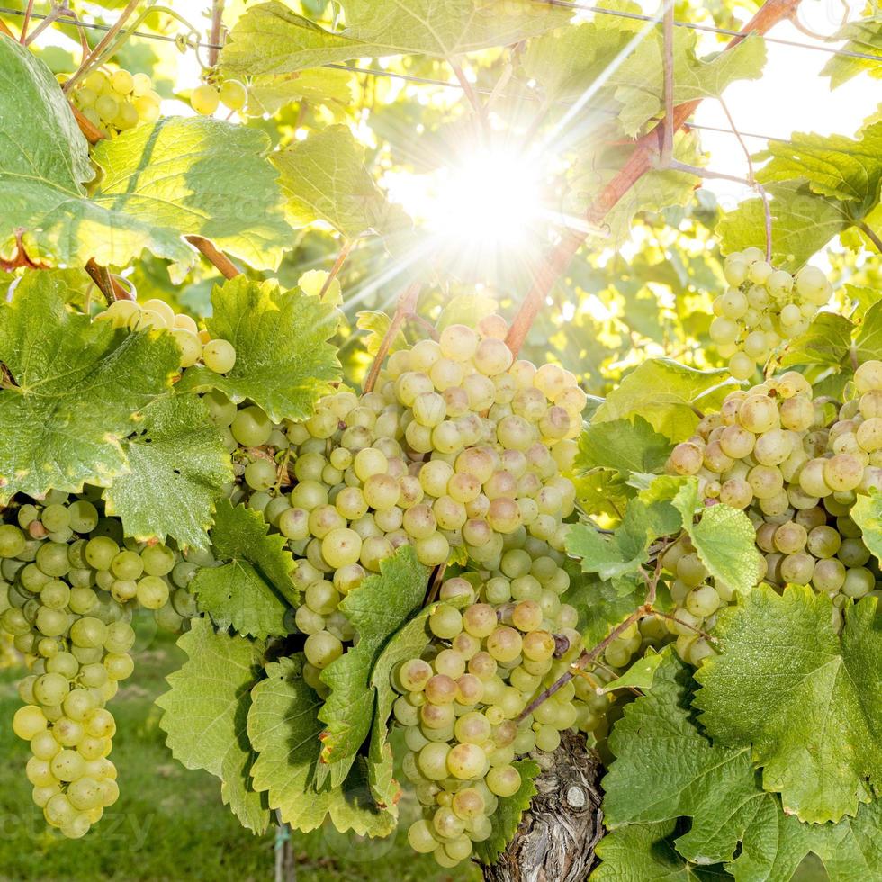 Ripe yellow grapes hang in the direct backlight of the sun on the bush photo