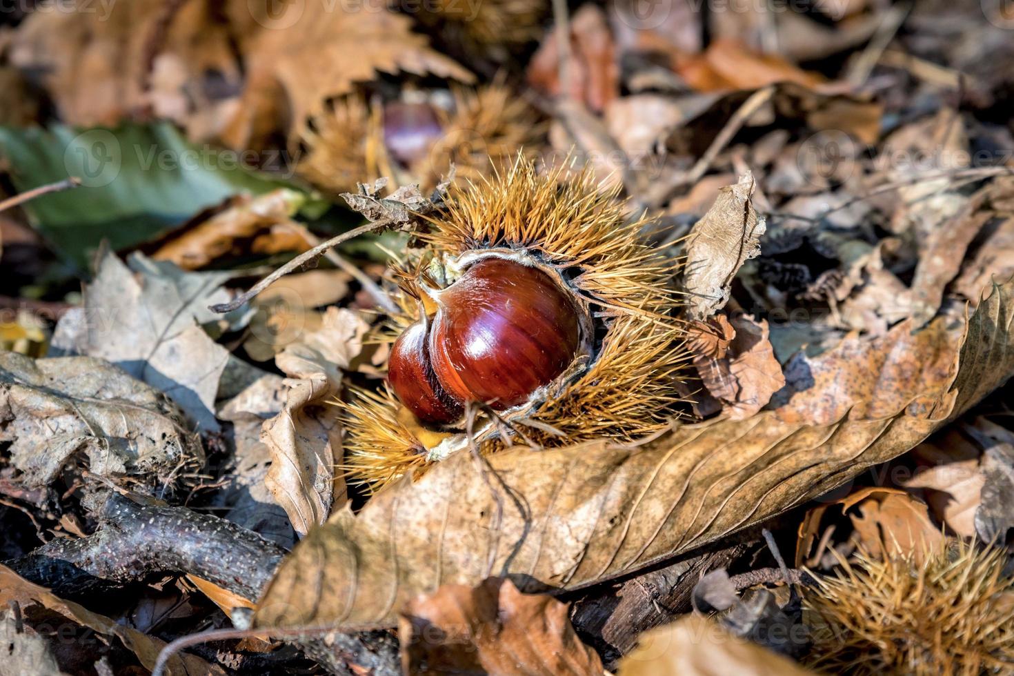 castañas en el suelo del bosque como fondo foto