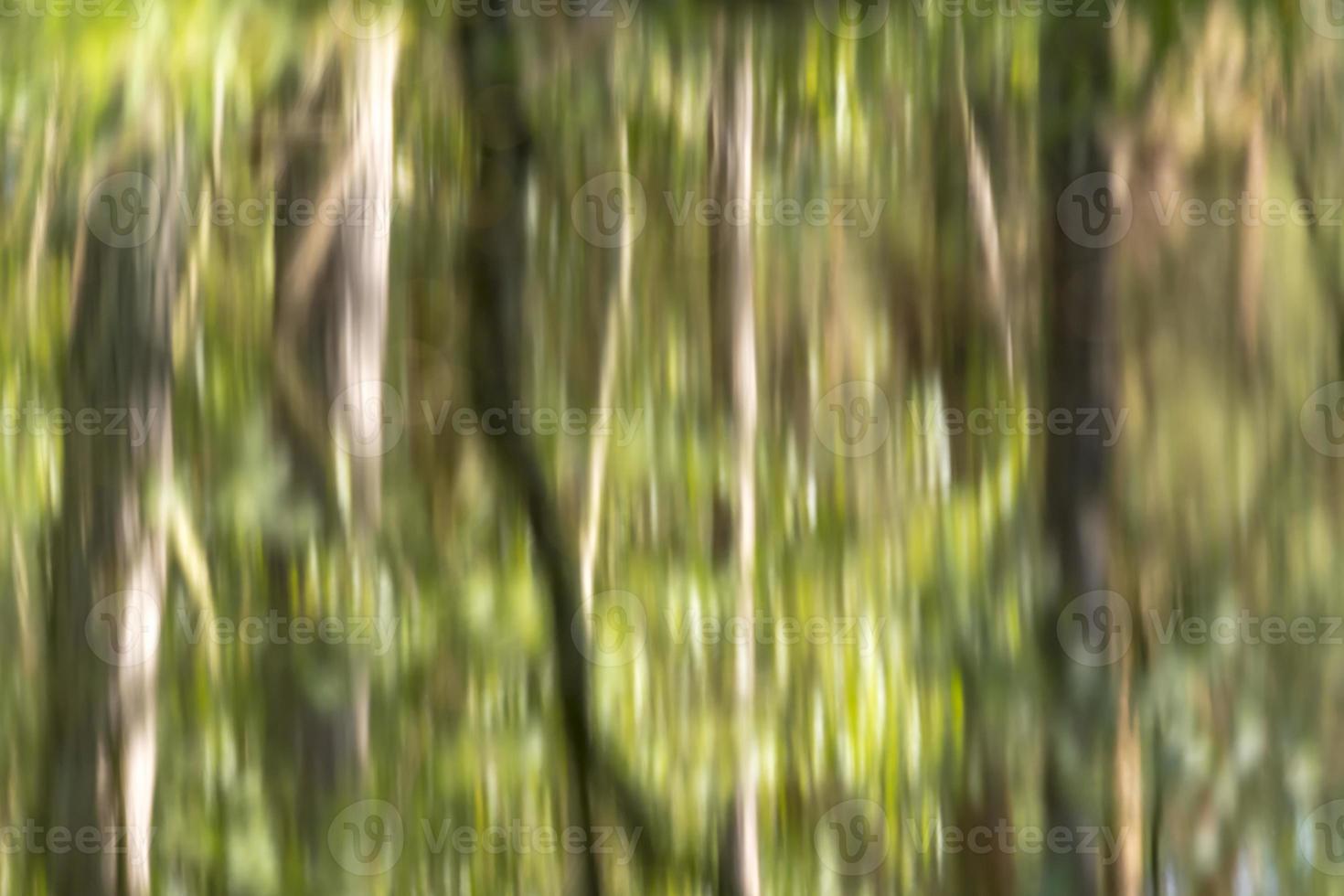 Bosque verde borrosa reflejada en una superficie de agua foto