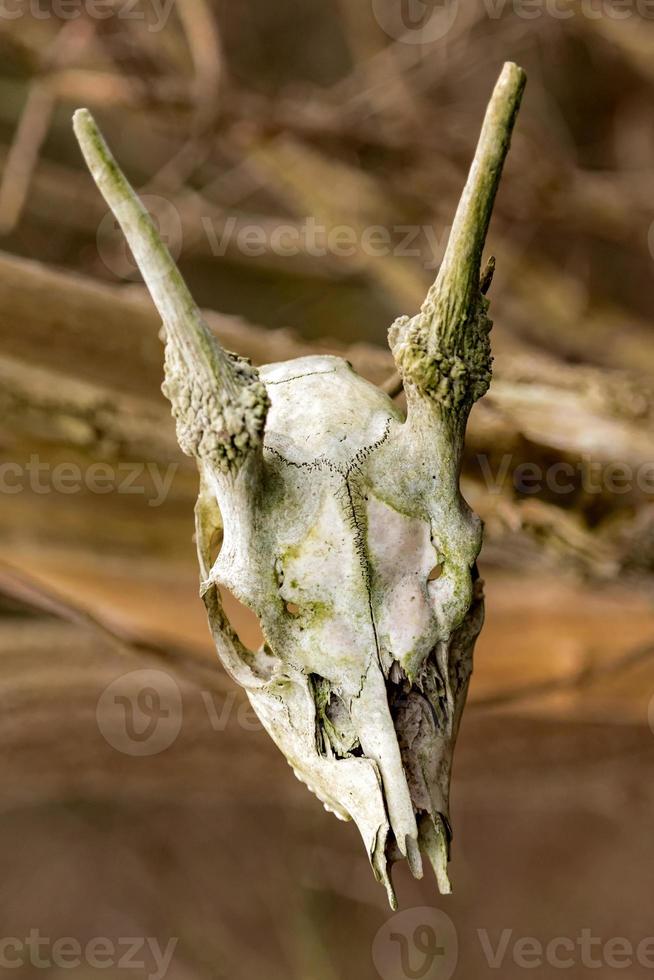 Skeletonized deer skull with horns in front of brown blurred background photo