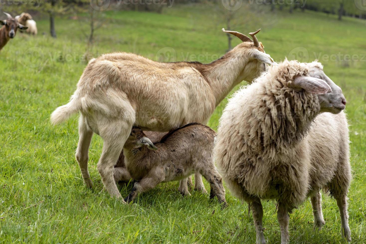 Two suckling young domestic goats in a meadow with sheep photo