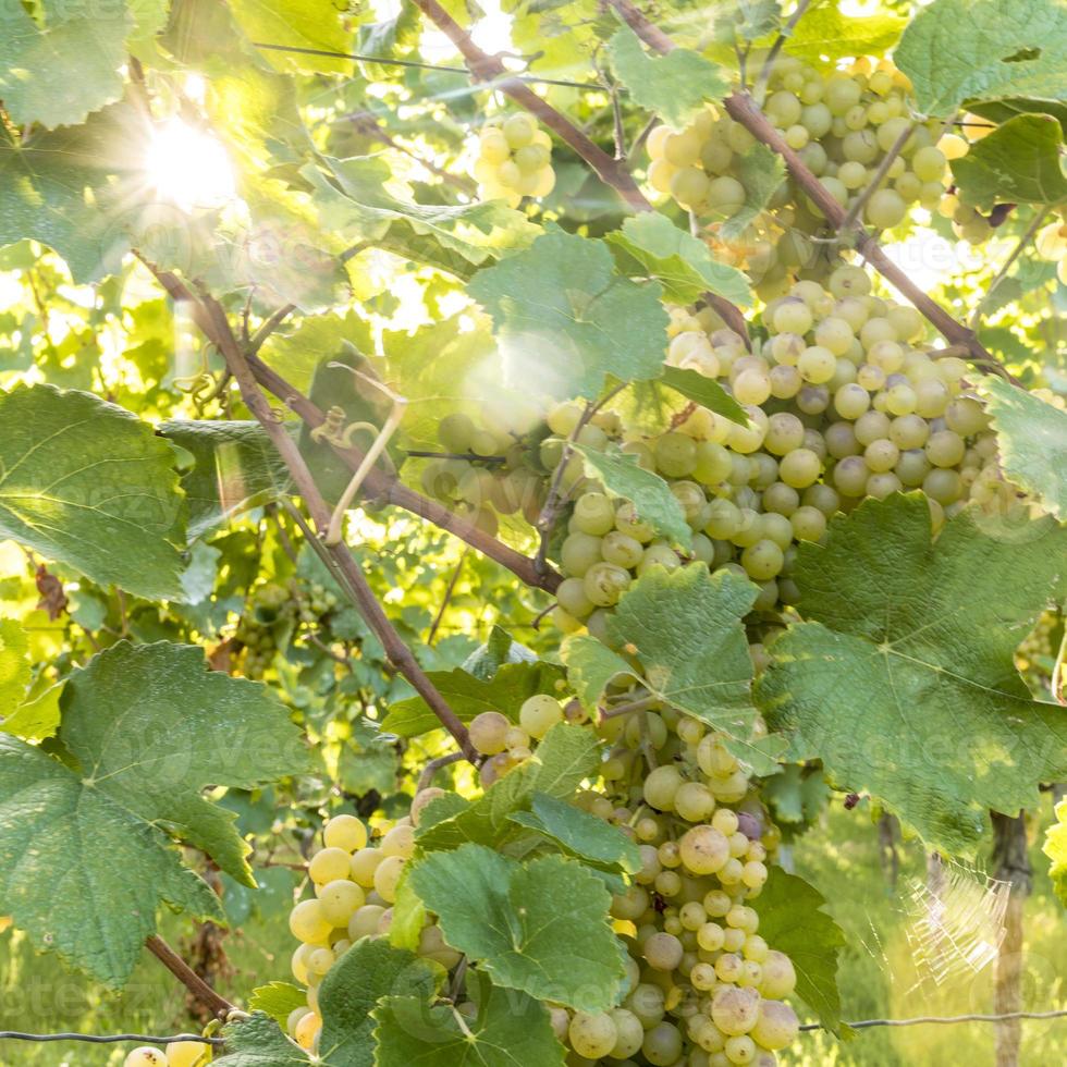 Uvas amarillas maduras cuelgan en la luz de fondo directa del sol en el arbusto foto