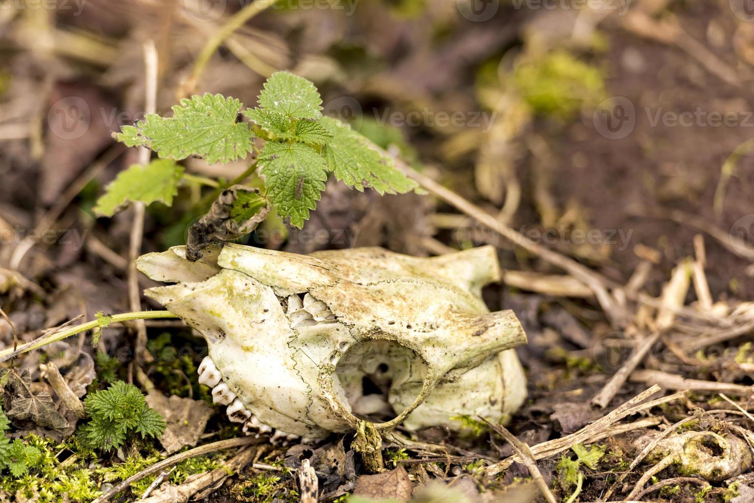 Skeletonized animal Skull without horns lies on the ground with a green plant photo