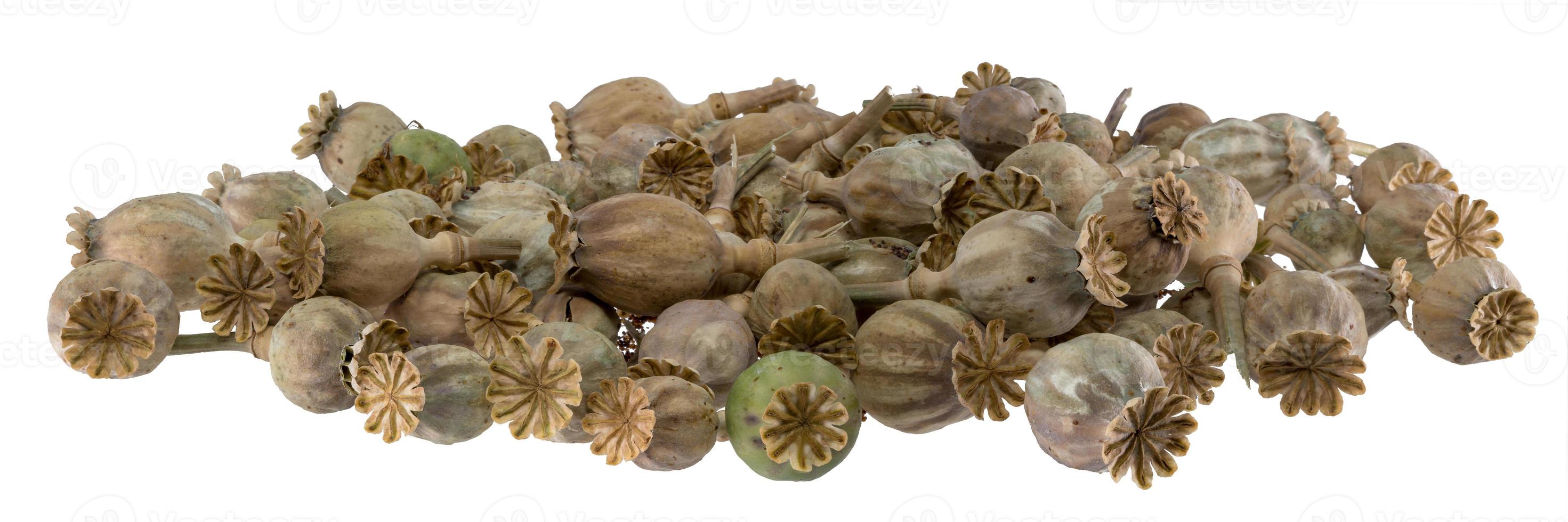 Ripe dry poppy seed pods piled as background photo