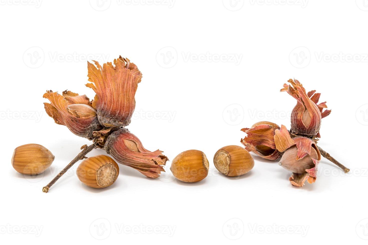 Freshly harvested hazelnuts isolated on white with shadow photo