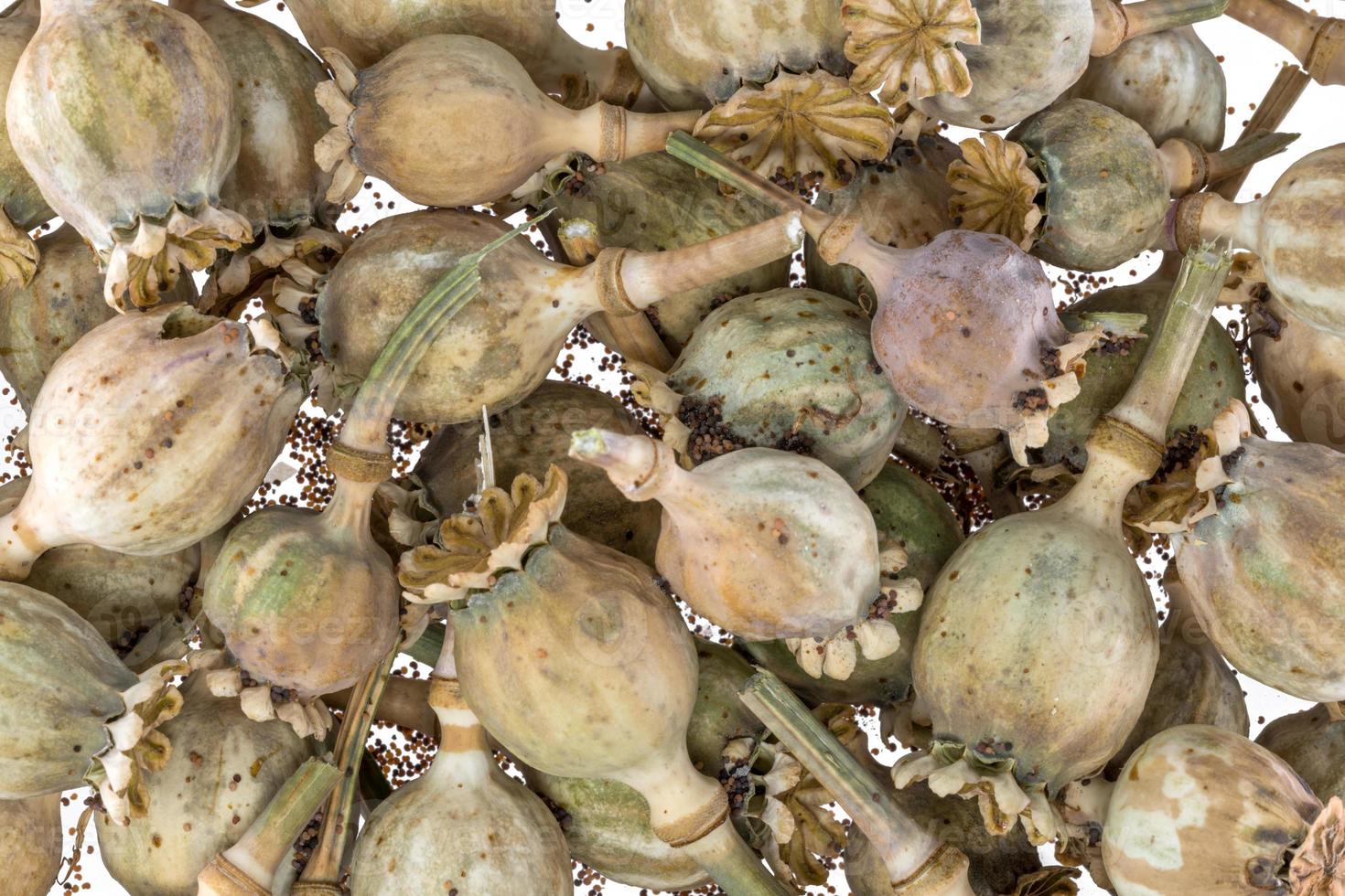 Las vainas de semillas de amapola secas maduras apiladas como fondo foto