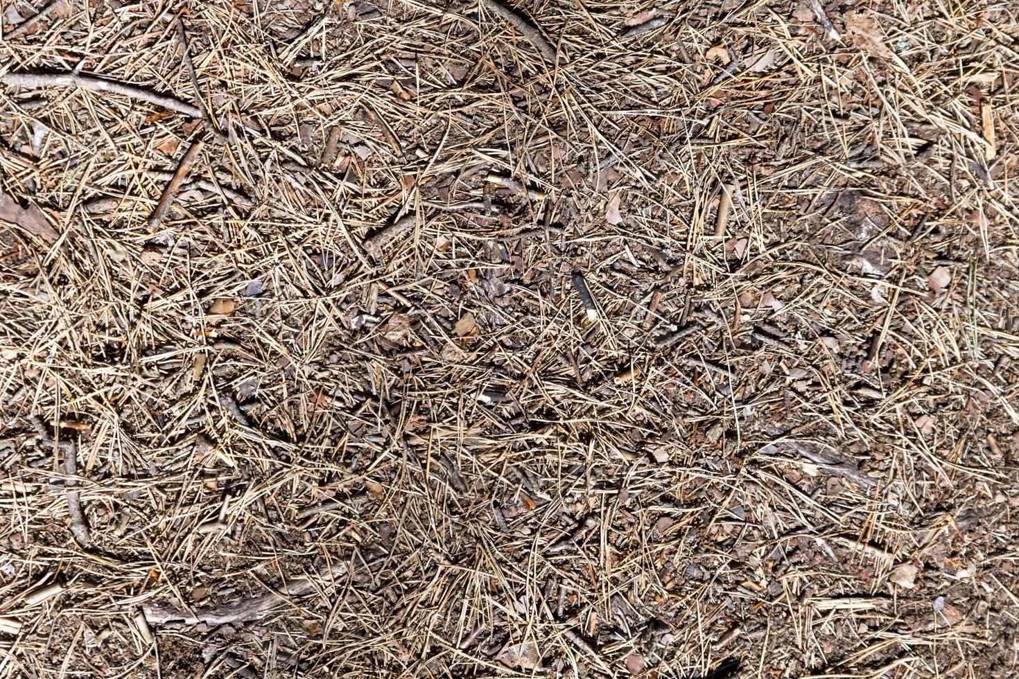 El suelo del bosque con agujas de pino y pequeñas ramas como fondo foto