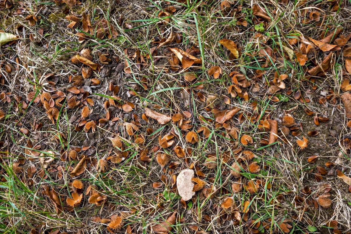 El suelo del bosque con follaje de beechnuts y agujas de abeto como fondo foto