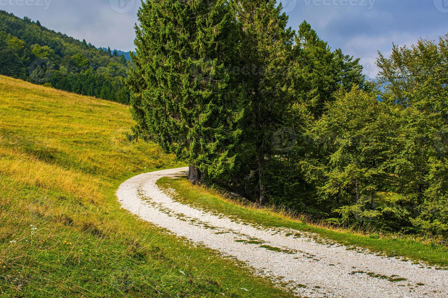 camino alpino entre los verdes pastos del valle de posina foto