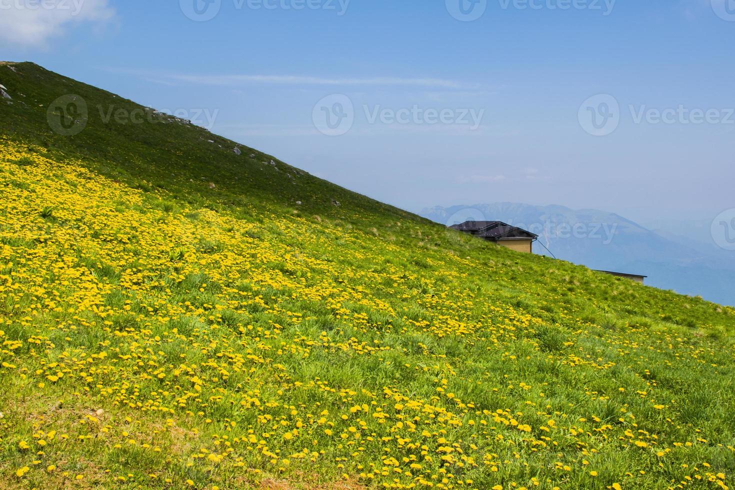 Green meadows and yellow dandelion flowers between the Alps in Recoaro Mille photo